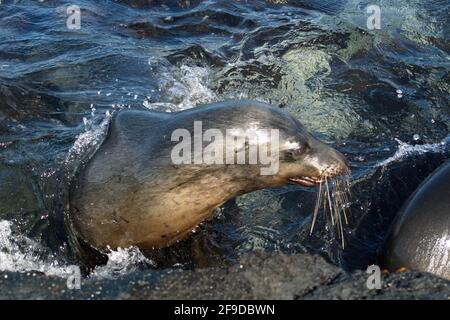 Seelöwe in einem Gezeitenbecken in Punta Espinoza, Fernandina Island, Galapagos, Ecuador Stockfoto