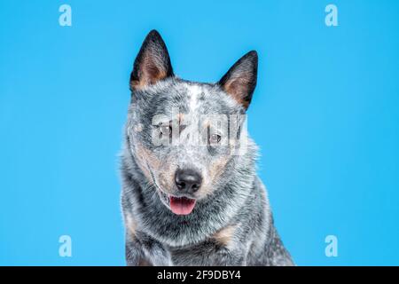 Nahaufnahme des Gesichts des blauen heller oder australiers Rinderhund vor blauem Hintergrund Stockfoto