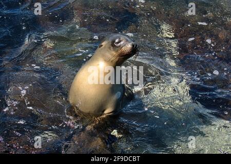 Seelöwe in einem Gezeitenbecken in Punta Espinoza, Fernandina Island, Galapagos, Ecuador Stockfoto