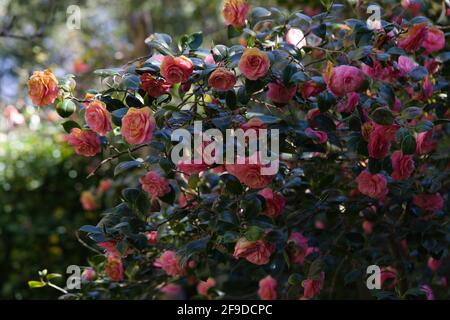 Blick auf eine harmonische Kaskade von frischen rosafarbenen Kletterrosen, die im Inneren eines alten ummauerten Gartens wachsen, Essex, Großbritannien, April 2021 Stockfoto