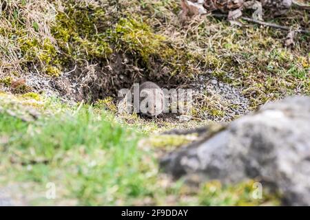 Gemeine Wühlmaus - Praire Wühlmaus Stockfoto