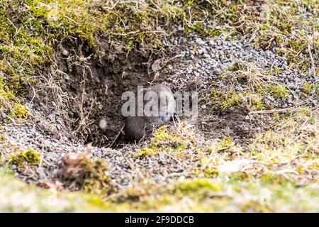 Gemeine Wühlmaus - Praire Wühlmaus Stockfoto