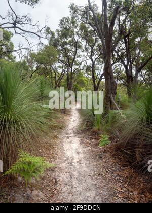 Rasen Sie auf den Buschwanderwegen durch Green's Bush, die Mornington Peninsula, Victoria, Australien Stockfoto