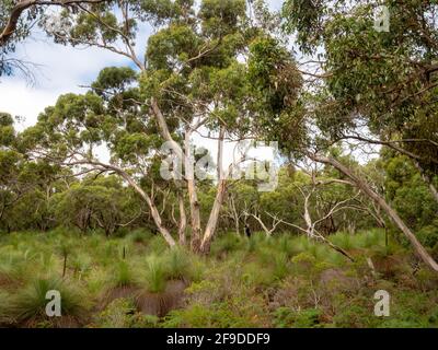 Rasen Sie auf den Buschwanderwegen durch Green's Bush, die Mornington Peninsula, Victoria, Australien Stockfoto