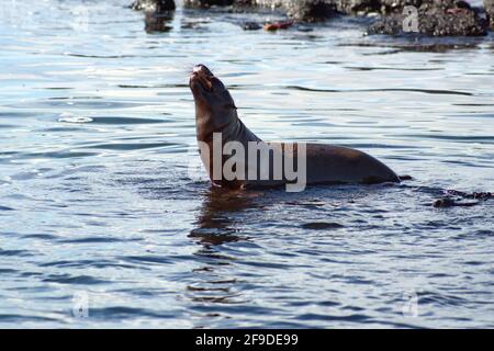 Seelöwe in einem Gezeitenbecken Punta Espinoza, Fernandina Island, Galapagos, Ecuador Stockfoto