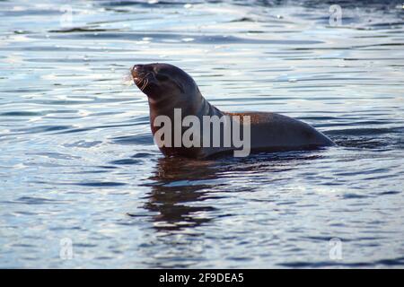 Seelöwe in einem Gezeitenbecken Punta Espinoza, Fernandina Island, Galapagos, Ecuador Stockfoto