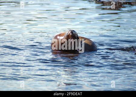 Seelöwe in einem Gezeitenbecken Punta Espinoza, Fernandina Island, Galapagos, Ecuador Stockfoto