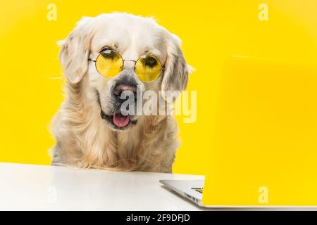 Ein smarter labrador Hund mit Specs vor einem Laptop vor gelbem Hintergrund Stockfoto