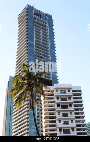 Tall Wohnanlagen in Brickell, Miami Florida. Große Palme im Vordergrund. Brickell East Condo Association Inc und Echo Brickell Residences Stockfoto