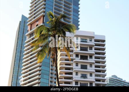 Tall Wohnanlagen in Brickell, Miami Florida. Große Palme im Vordergrund. Brickell East Condo Association Inc und Echo Brickell Residences Stockfoto