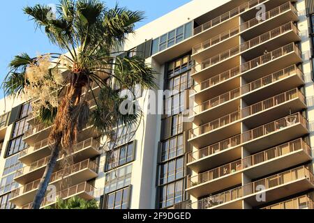 Wohnanlage in Brickell, Miami Florida. Große Palme im Vordergrund. Stockfoto