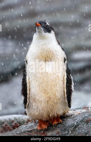 Gentoo Penguin steht auf Felsen, während er schneit Stockfoto