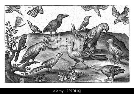 Wiedehopf und andere Vögel, Nicolaes de Bruyn Stockfoto