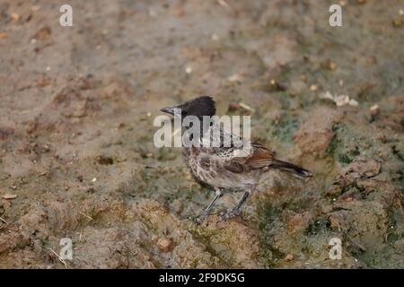 Nahaufnahme von (Nightingale) Bulbul, der auf Trinkwasser sitzt Stockfoto