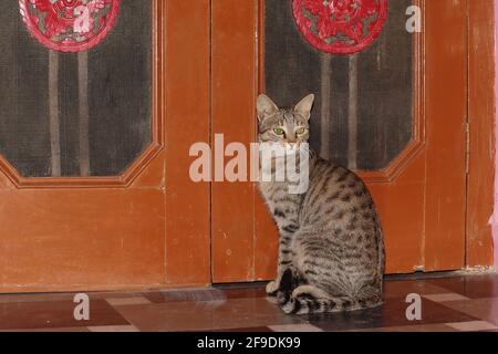 Nahaufnahme der Katze Pet Tabby, die neben der Tür sitzt Des Hauses Stockfoto