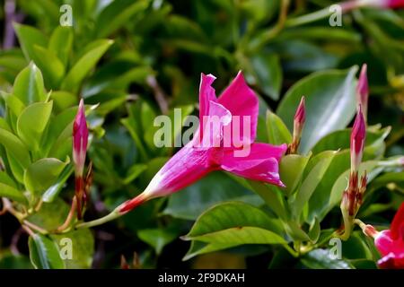 Blume des brasilianischen Jasmins oder der Diplomia - Mandevilla sanderi - im Sommer, Deutschland Stockfoto