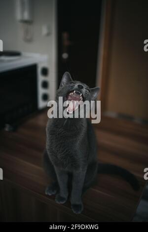 Eine lustige, niedliche graue Katze, die mit weit geöffnetem Mund gähnt Auf einem Holztisch Stockfoto