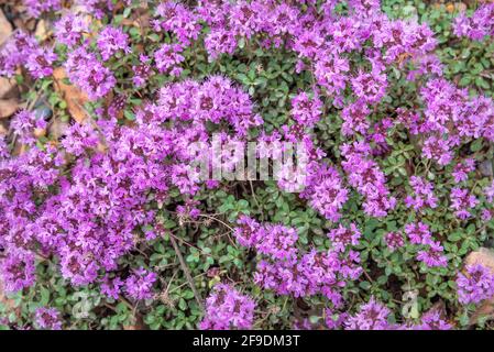 Schöne florale Hintergrund mit einem Muster von rosa Blüten Wilder Thymian (Thymus Lamiaceae) Nahaufnahme von Steinen auf einer Wiese in den Bergen Stockfoto