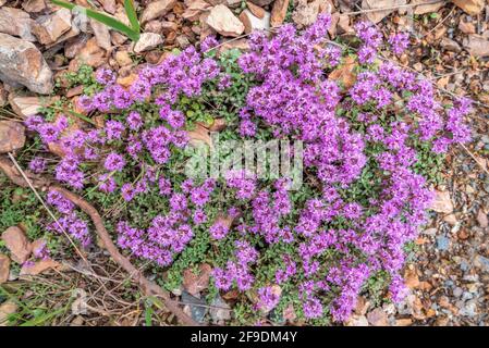 Schöne florale Hintergrund mit einem Muster von rosa Blüten Wilder Thymian (Thymus Lamiaceae) Nahaufnahme von Steinen auf einer Wiese in den Bergen Stockfoto