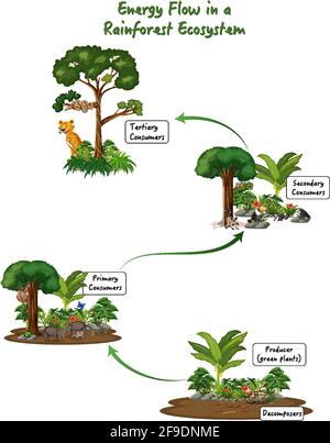 Energiefluss in einem Regenwald Ökosystem Diagramm Illustration Stock Vektor