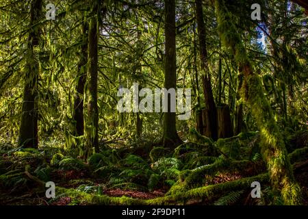 Moos bedeckte Bäume in einem alten, wachsenden Regenwald auf Vancouver Island, British Columbia, Kanada. Stockfoto