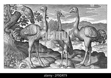 Gekrönter Kranich zwischen zwei Straußen, Nicolaes de Bruyn Stockfoto