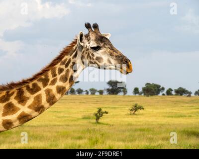 Serengeti-Nationalpark, Tansania, Afrika - 29. Februar 2020: Giraffen grasen entlang der Savanne Stockfoto