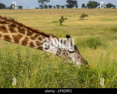 Serengeti-Nationalpark, Tansania, Afrika - 29. Februar 2020: Giraffen grasen entlang der Savanne Stockfoto