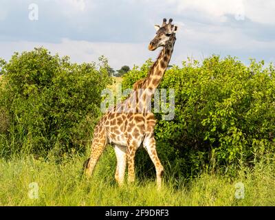 Serengeti-Nationalpark, Tansania, Afrika - 29. Februar 2020: Giraffen grasen entlang der Savanne Stockfoto