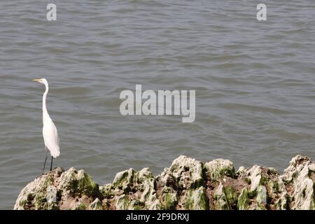 Ein großer Reiher (Ardea alba) Stehen auf den Felsen in der Nähe des Meeres mit einer Kopie Platz Stockfoto