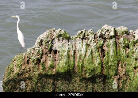 Ein großer Reiher (Ardea alba) Stehen auf den Felsen mit Moos in der Nähe des Meeres Stockfoto