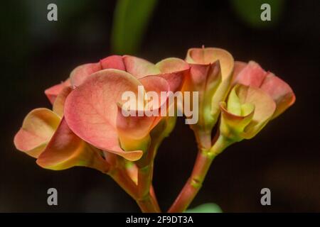 Euphorbia milii (Dornenkrone, Christuspflanze, Christusdorn) ist eine blühende Pflanze in der Familie der Euphorbiacia Stockfoto