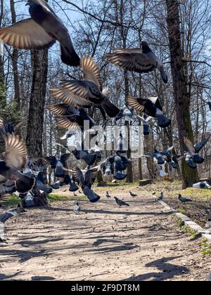 Tauben fliegen an einem sonnigen Tag aus nächster Nähe im Park hoch. Stockfoto