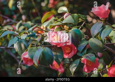 Nahaufnahme der roten Kamelienblüten Stockfoto