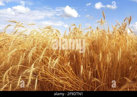 Reife Roggenohren sind gegen einen blauen Himmel hinein Das Sommerfeld Stockfoto