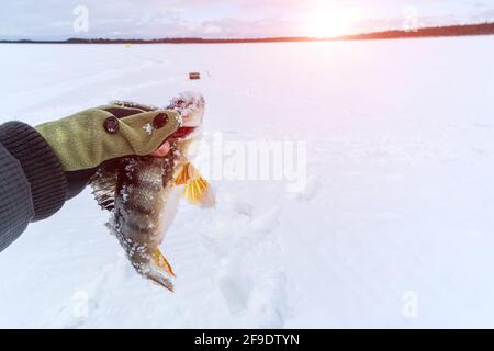 predator Fischbarsch in der Fischer Hand Nahaufnahme Konzept der Fischerei. Selektive Fokus Stockfoto