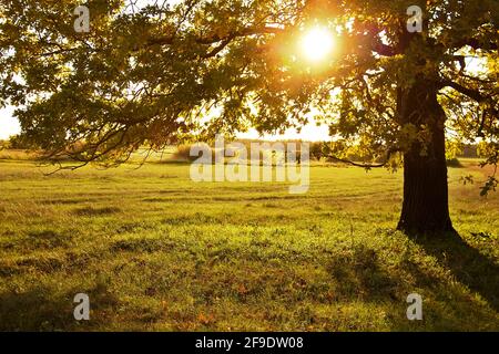 Große alte Eiche im Herbstfeld. Die Sonne scheint durch Zweige des Baumes Stockfoto