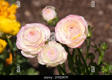 Sydney Australia, zarte Blütenblätter einer creme- und rosa Ranunculusblüte Stockfoto