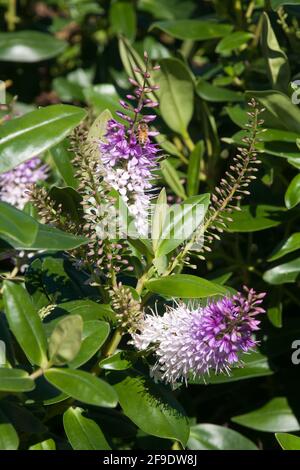 Sydney Australien, lila und weiße Blüten eines hebe-Strauchs Stockfoto