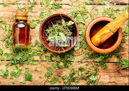 Medizinische, pflanzliche Tinktur aus Orthoilia secunda.Kräutermedizin.Heilkräuter.Kräutermedizin, Homöopathie Stockfoto