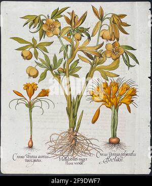 Hellebore, Crocus; Helleborus, Crocus – Kunst von Basilius Besler (1561–1629) Stockfoto