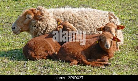 Braunhaarige Mutterschafe mit drei Lämmern Stockfoto