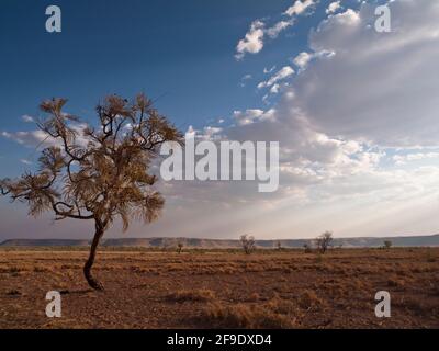 Ätzbusch ( Grevillea pyramidalis), Savanne, Kimberley, Westaustralien Stockfoto