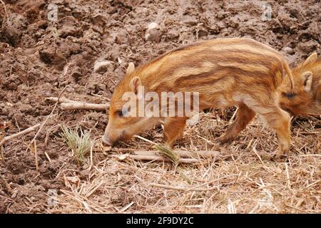 Wildschwein Baby auf lehmigem Waldboden auf der Suche nach Futter Stockfoto