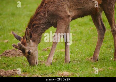 Nahaufnahme eines Rothirsches, der auf einem Grün steht Wiese zum Essen Cervus elaphus Stockfoto