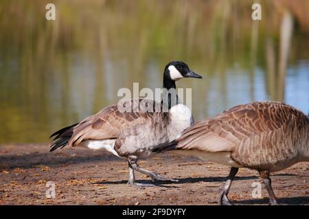 Eine kanadagänse geht in der Nähe anderer Gänse auf dem bank eines Sees Branta canadensis Stockfoto