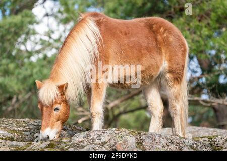 Gotland russ oder Gotland Pony Horse ist eine alte schwedische Pony Rasse. Stockfoto