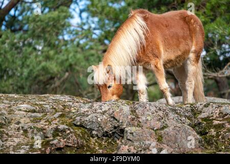 Gotland russ oder Gotland Pony Horse ist eine alte schwedische Pony Rasse. Stockfoto