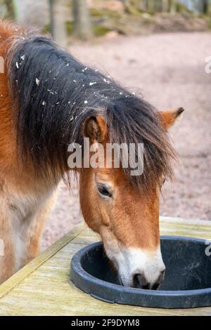 Gotland russ oder Gotland Pony Horse ist eine alte schwedische Pony Rasse. Stockfoto