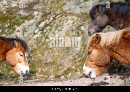 Mehrere Horse Gotland russ, Gotland Pony ist eine alte schwedische Pony Rasse. Stockfoto